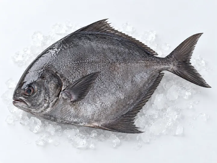 Illustrative black pomfret product image