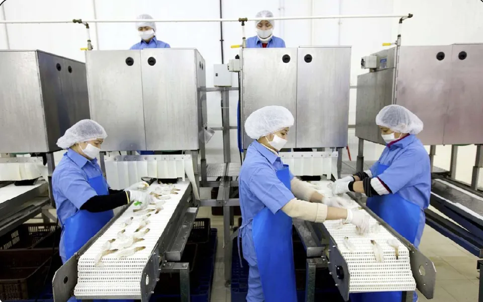 Staff working at shrimp peeling and preparation equipment