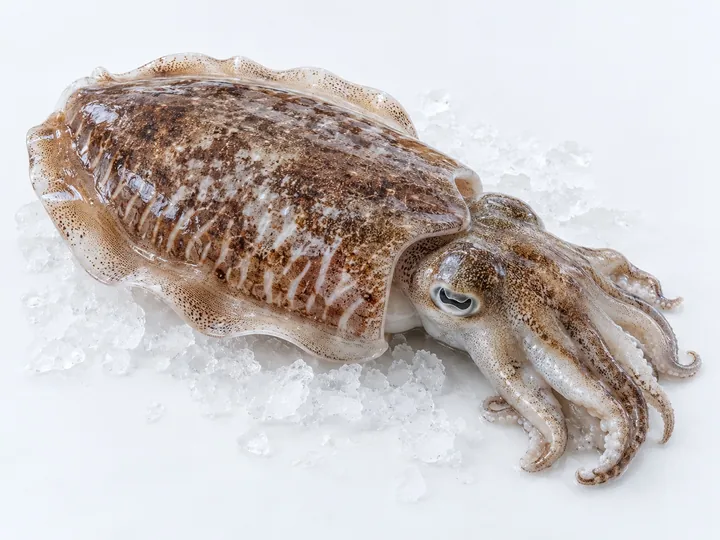 Illustrative cuttlefish product image