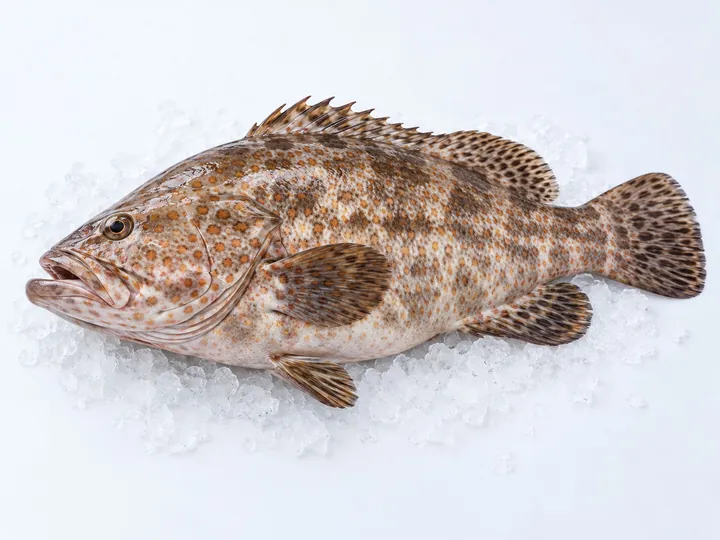 Illustrative hammour / grouper product image