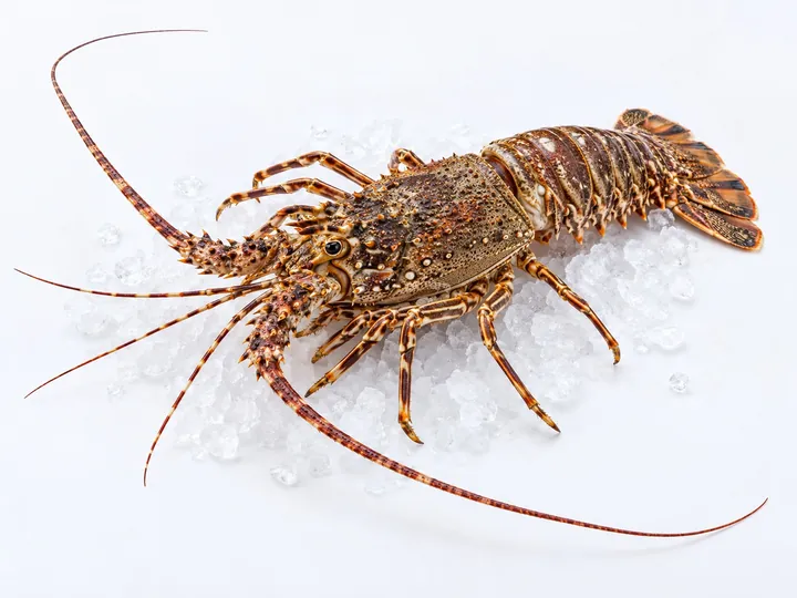 Illustrative lobster product image