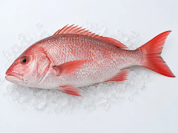 Illustrative red snapper product image