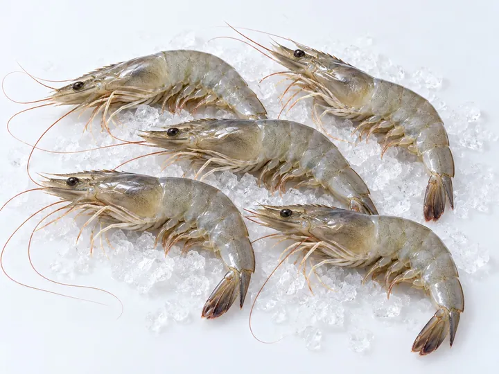 Illustrative shrimp product image