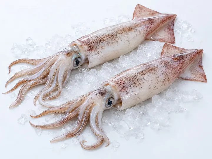 Illustrative squid product image