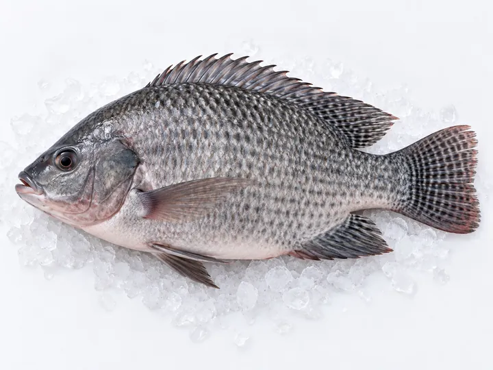 Illustrative tilapia product image