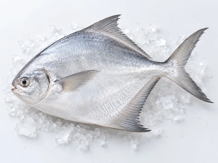 Illustrative white pomfret product image